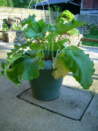 planter une rhubarbe en pot