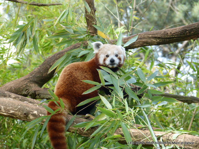 Zoo de la Flèche  Naissance exceptionnelle : un bébé panda roux !