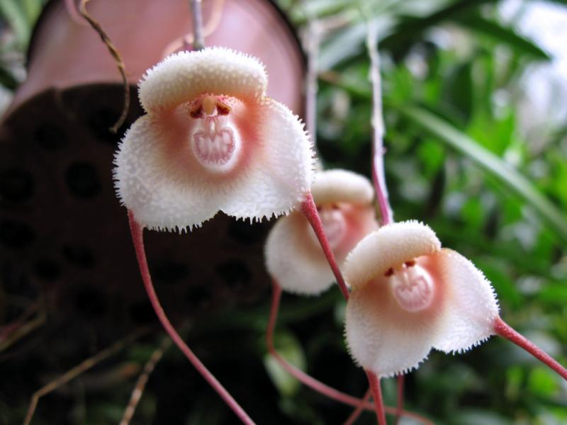blog-35673-des-orchidees-spectaculaires-