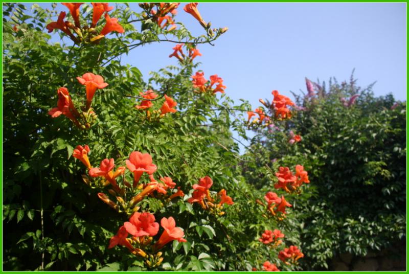 Insecticide pour plantes d'intérieur prêt à l'emploi - End All - Reves et  Jardins