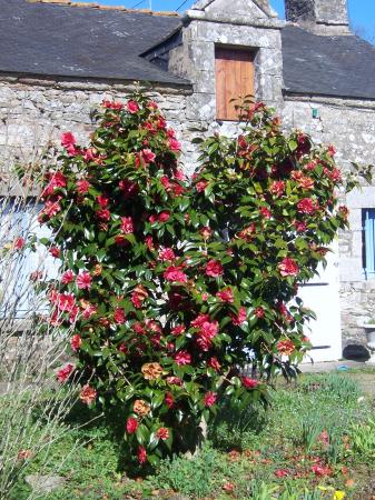 ou planter un camelia