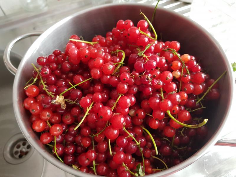 Confiture et gele 