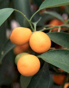 Le Kumquat 
