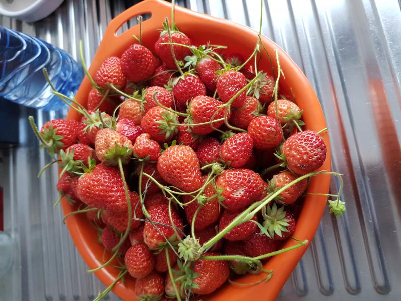 Rcolte de fraises 