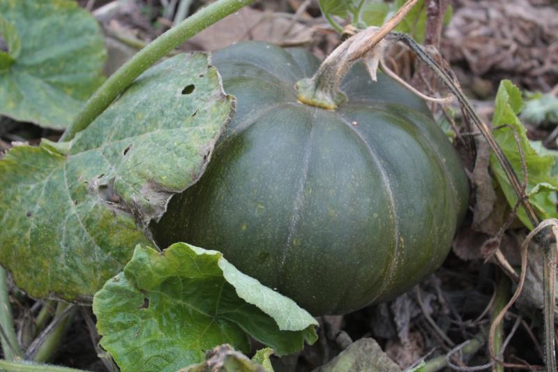 Au jardin pour Annick