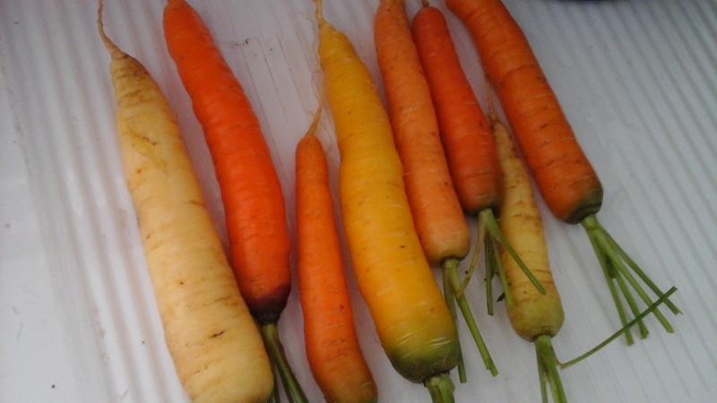 Carottes bicolores 