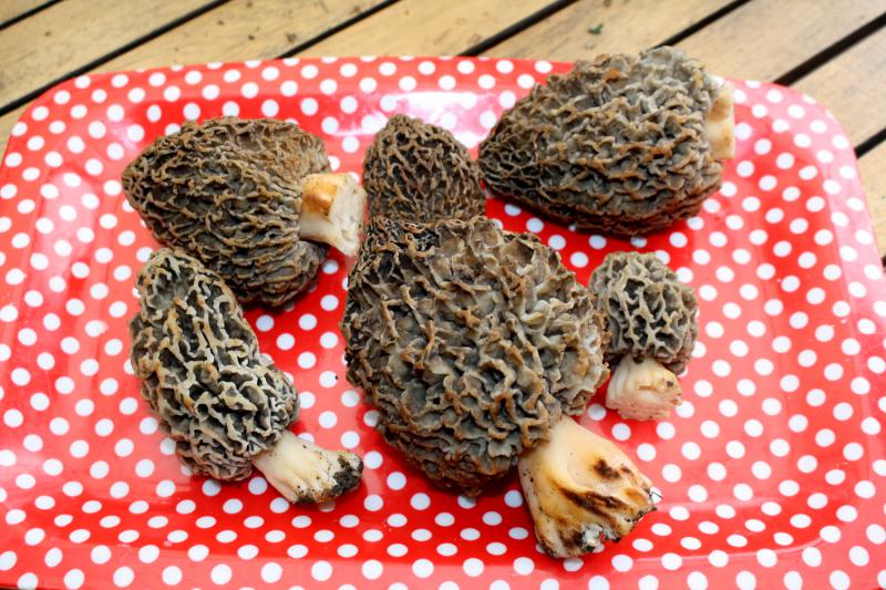 Les morilles sont au rendez-vous du printemps!