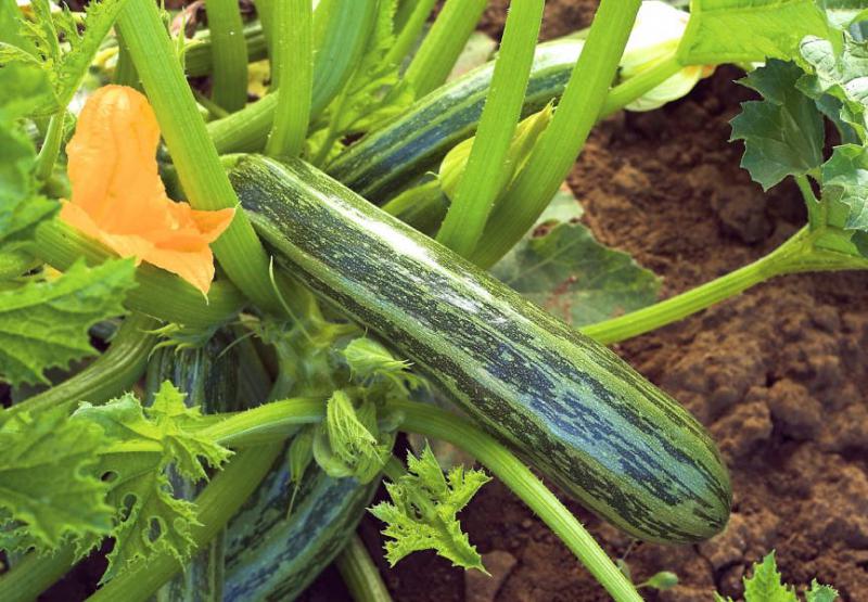 Recettes de courgettes.