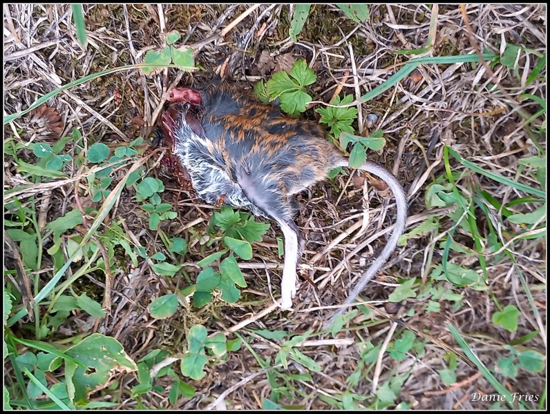 CARNAGE AU JARDIN