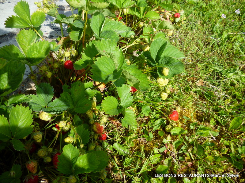 FRAISES DU JARDIN et TARTE AUX FRAISES