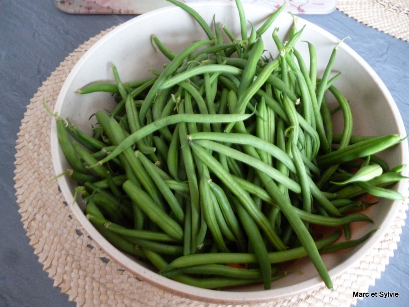 PREMIRE POLE DE HARICOTS VERTS