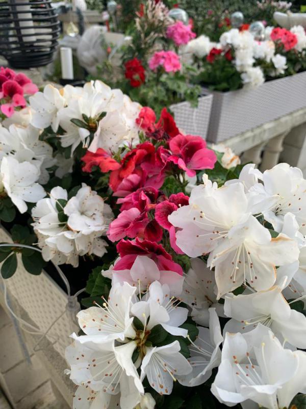 Bouquet garni 