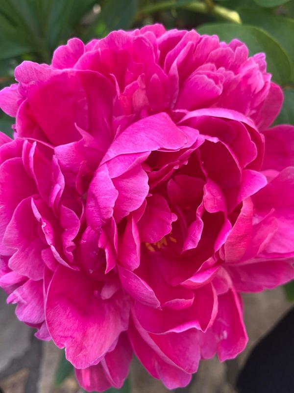 Fraises