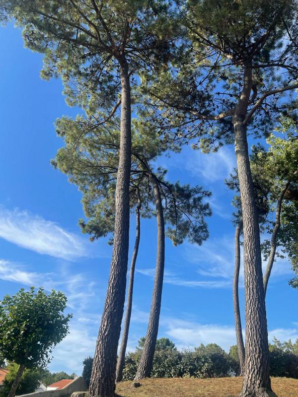 Vendee- vent- de loup- est!