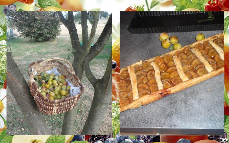 Tarte aux Mirabelles