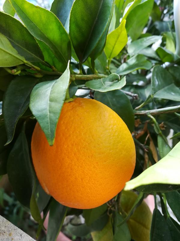 Rcolte d\'oranges