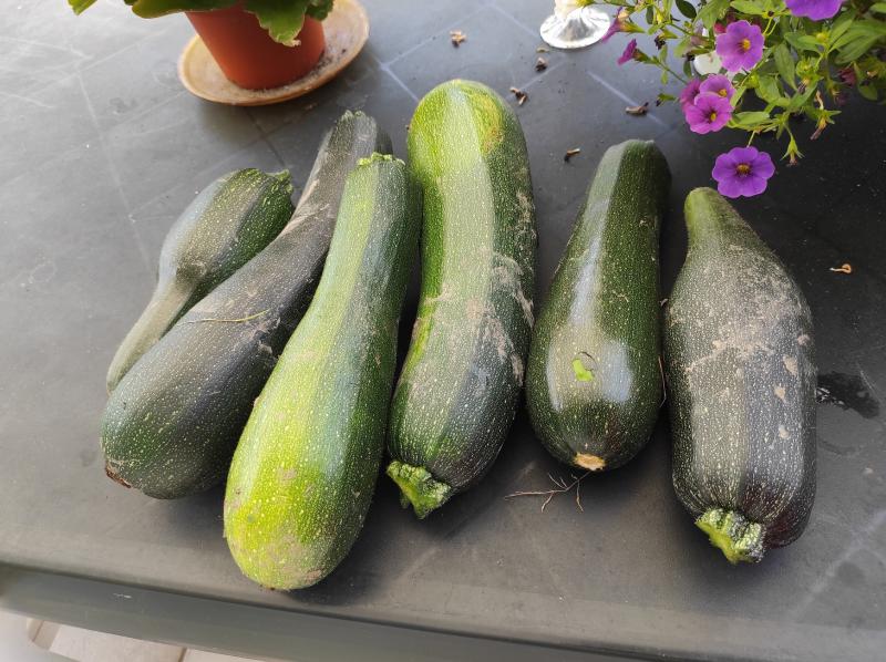 COURGETTES!!!