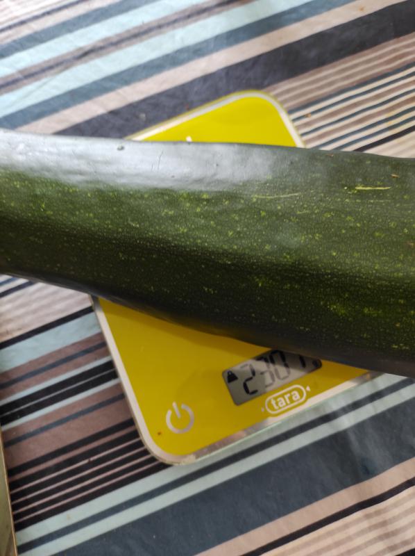 LES COURGETTES 