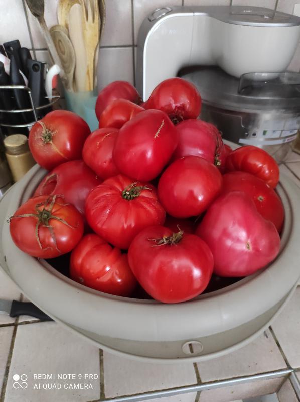 UN CLASSIQUE D ETE : LE COULIS DE TOMATES