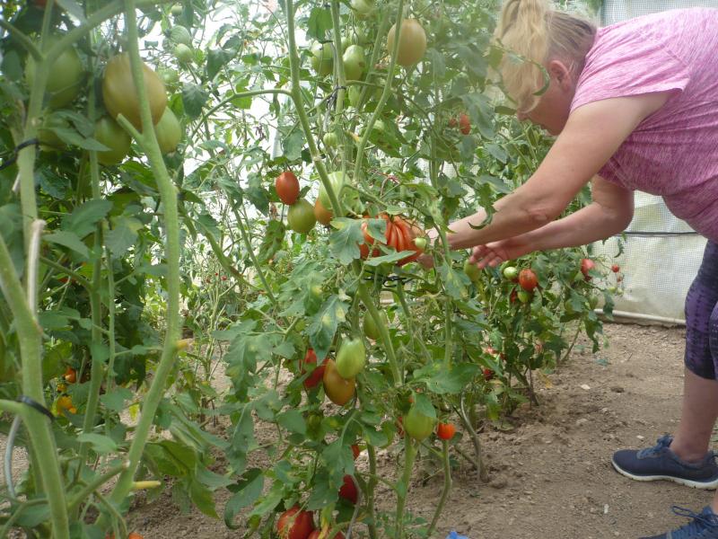 Folle escapade des tomates!