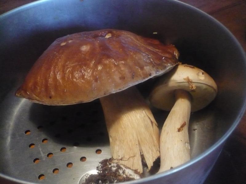 Gratin de pommes de terre aux ceps.