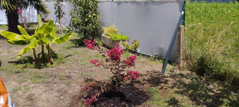 Nouvelles plantations