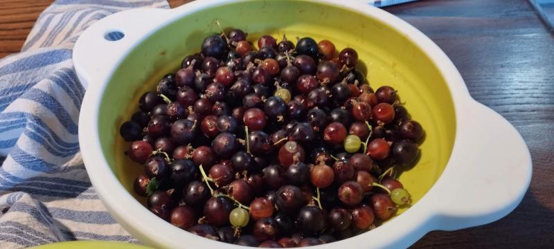 Ramassage des casseilles  et framboises