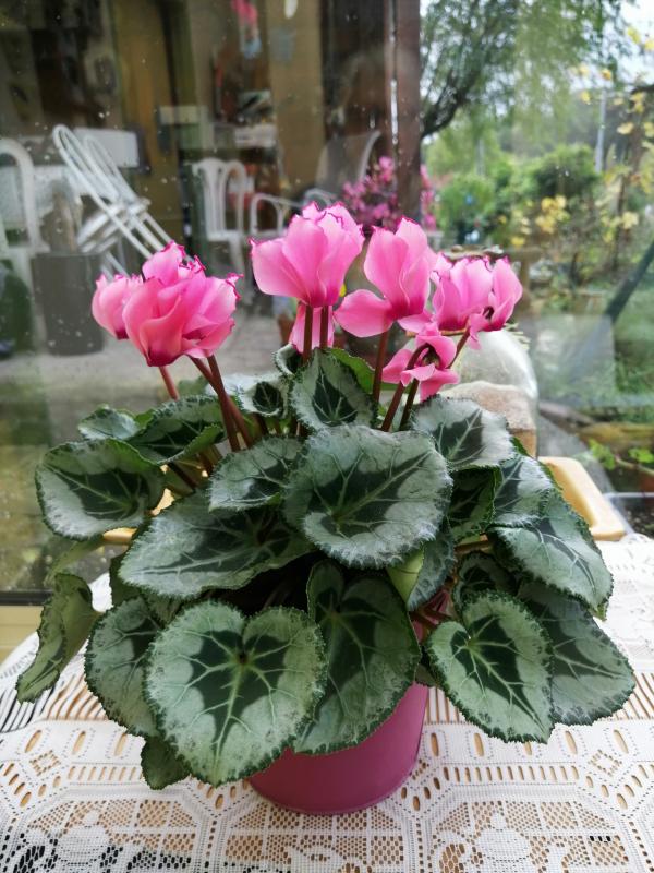 Cyclamen