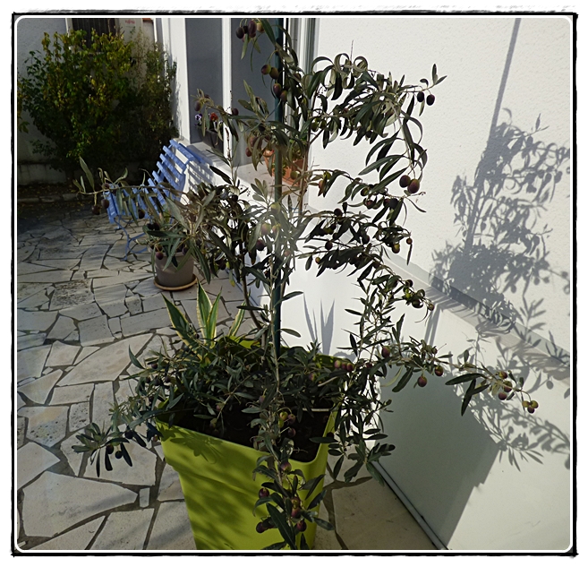 Les olives de notre jardin