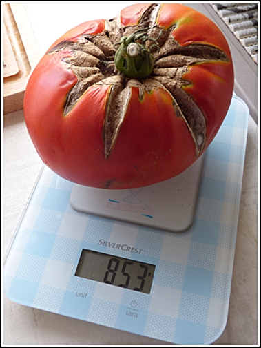 Quiche aux tomates et rillettes de poulet