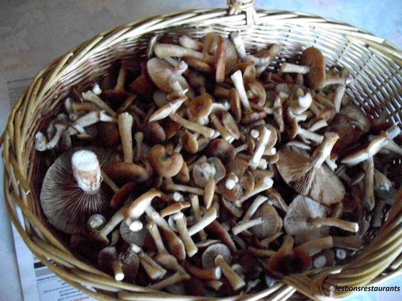 Pole de Champignons